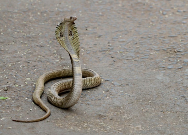 Chhattisgarh Raigarh Snake bite News youth died due to snake bite cobra ann Chhattisgarh: कोबरा के काटने से दो की मौत, 5 महीने में 104 को सांप ने काटा, इलाज में देरी से हो रही मौतें