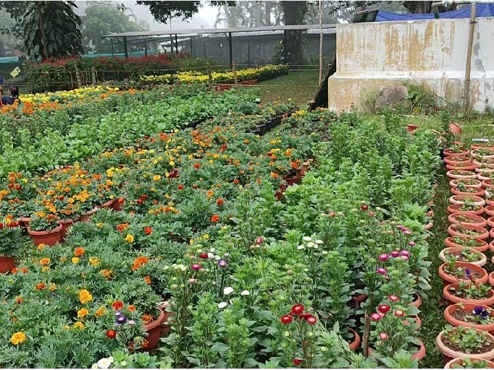 Yercaud Flower Show: ஏற்காடு கோடை விழா நாளை தொடக்கம் -  ஏற்பாடுகள் தீவிரம்