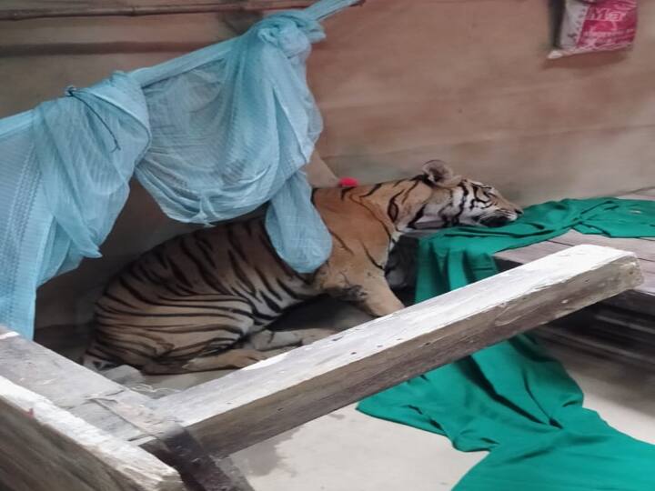 Tiger attacked woman in Bettiah VTR forest area forest department did rescue ann Bihar News: VTR वन क्षेत्र के नवका गांव में घुसा बाघ, हमले में बाल-बाल बची महिला, वन विभाग ने किया रेस्क्यू