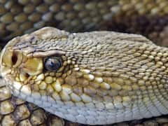 పాము దూరింది, పవర్ కట్ అయింది - చీకట్లోనే 16 వేల మంది