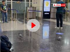 कबूतर को लगी गर्मी, एयरपोर्ट परिसर में लगा टहलने, यात्री का बनाया वीडियो हुआ वायरल