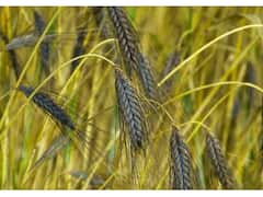 काले गेहूं की खेती से किसान हो रहे मालामाल...जानिए अमीर लोग इसे क्यों खा रहे हैं?