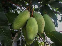 आमिर खान के बगीचे में होते हैं ये शानदार आम... राष्ट्रपति भवन में लगा है यहां एक पौधा