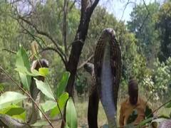 Watch: पेड़ पर सांपों का झुंड देखकर गांव वालों के उड़े होश, सोशल मीडिया पर वायरल हो रहा वीडियो