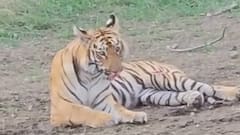 उन्हाचा झळा तीव्र; वाघांचा पाणवठ्यावर ठंडा ठंडा कुल कुल अनुभव! पाहा फोटो