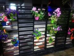 In Photos: घर को बना दिया जंगल, पेड़ पौधों पर आने लगे पक्षी, एक ही घर में करीब 5 हजार पौधे, देखें तस्वीरें