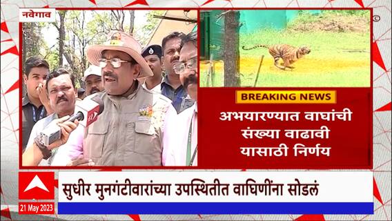 Nagzira Tigress : वाघांची संख्या वाढवण्यासाठी नवेगाव नागझिरा व्याघ्र अभयारण्यात 2 वाघिणींना सोडलं