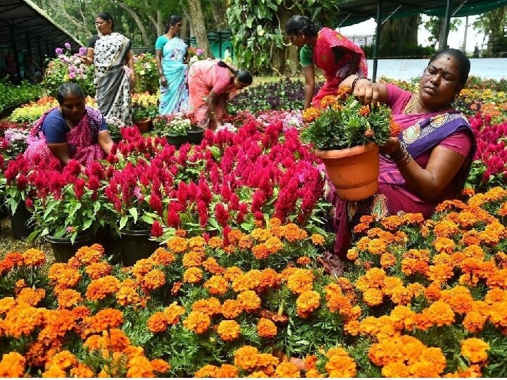 Yercaud Flower Show: ஏற்காட்டில் 46 வது கோடை விழா மற்றும் மலர் கண்காட்சி...  இன்று மாலை தொடக்கம்..!