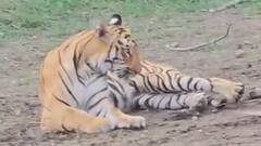 उन्हाचा झळा तीव्र; वाघांचा पाणवठ्यावर ठंडा ठंडा कुल कुल अनुभव! पाहा फोटो