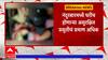 Nandurbar मध्ये असुरक्षित प्रसृती चिंतेचा विषय, 2023 मध्ये 2877 महिलांची प्रसृती घरीच झाल्याचं उघड