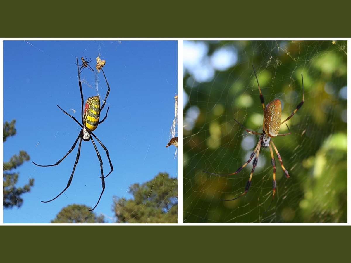 Joro Spider Not as Scary as It Looks