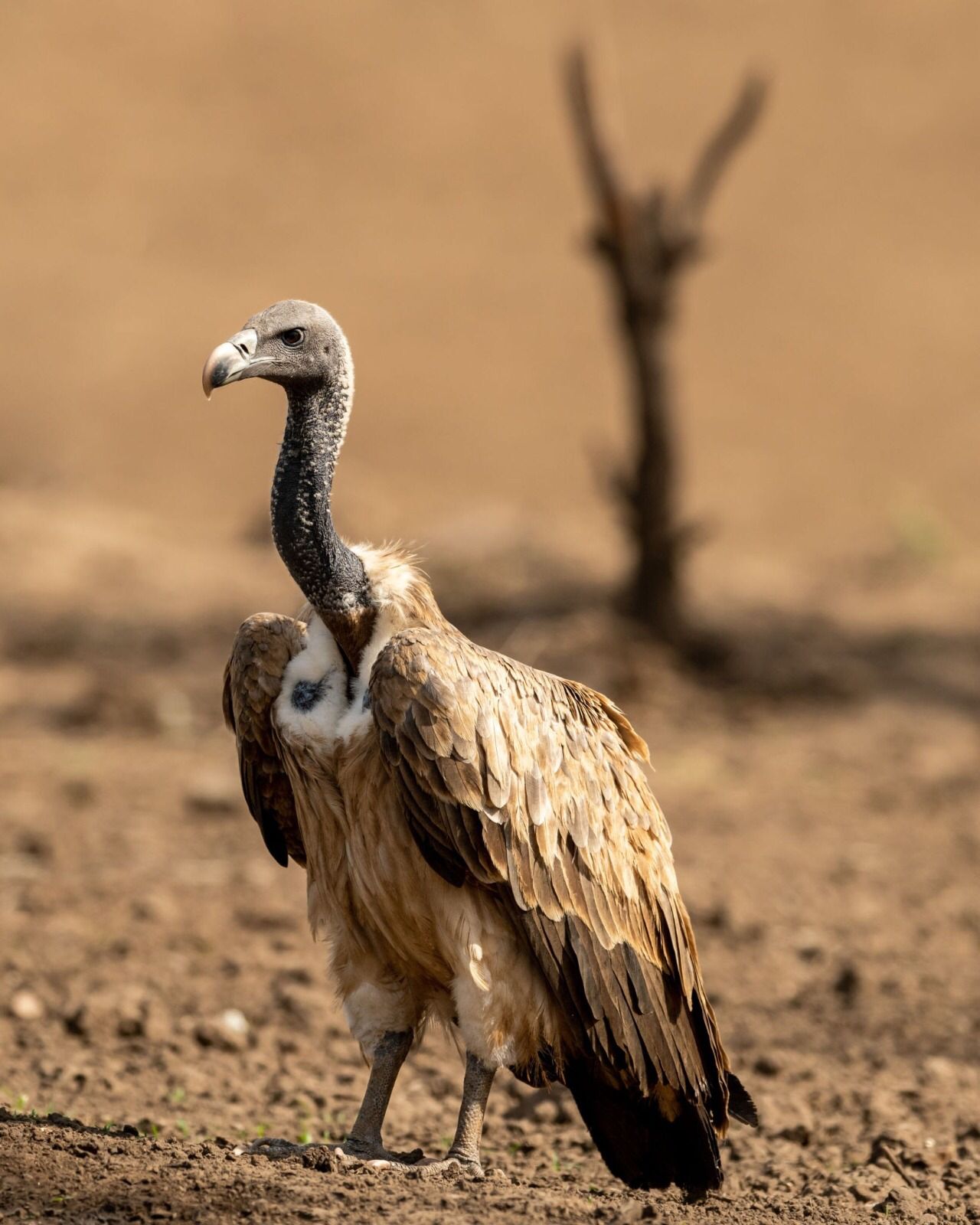 International Biological Diversity Day : કાલે 'વિશ્વ બાયોડાઈવર્સિટી દિવસ