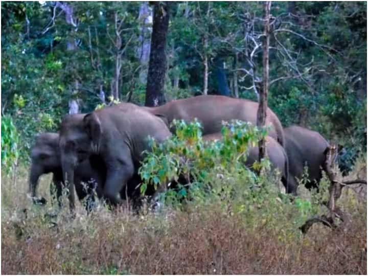 Chhattisgarh News balod wild animal attacked on ex mla rice mill destroyed crops ann Chhattisgarh: शहरी इलाकों में जंगली हाथियों का आतंक, पूर्व MLA के राइस मील में घुसकर मचाया उत्पात