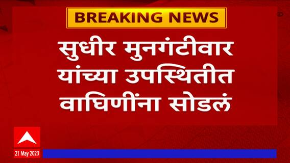 Sudhir Mungantiwar : नवेगाव नागझिरा व्याघ्र अभयारण्यात सोडल्या दोन वाघिणी, वनमंत्री म्हणतात