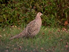 Pheasant Bird: เชเซ เชคเชฎเชจเซ เช เชชเชเซเชทเซ เชฐเชพเชเชตเชพเชจเซเช เชฒเชพเชฏเชธเชจเซเชธ เชฎเชณเซ เชเชฏเซเช เชคเซ เชคเชฎเซ เชฅเช เชเชถเซ เชงเชจเชตเชพเชจ