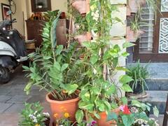 In Photos: घर को बना दिया जंगल, पेड़ पौधों पर आने लगे पक्षी, एक ही घर में करीब 5 हजार पौधे, देखें तस्वीरें