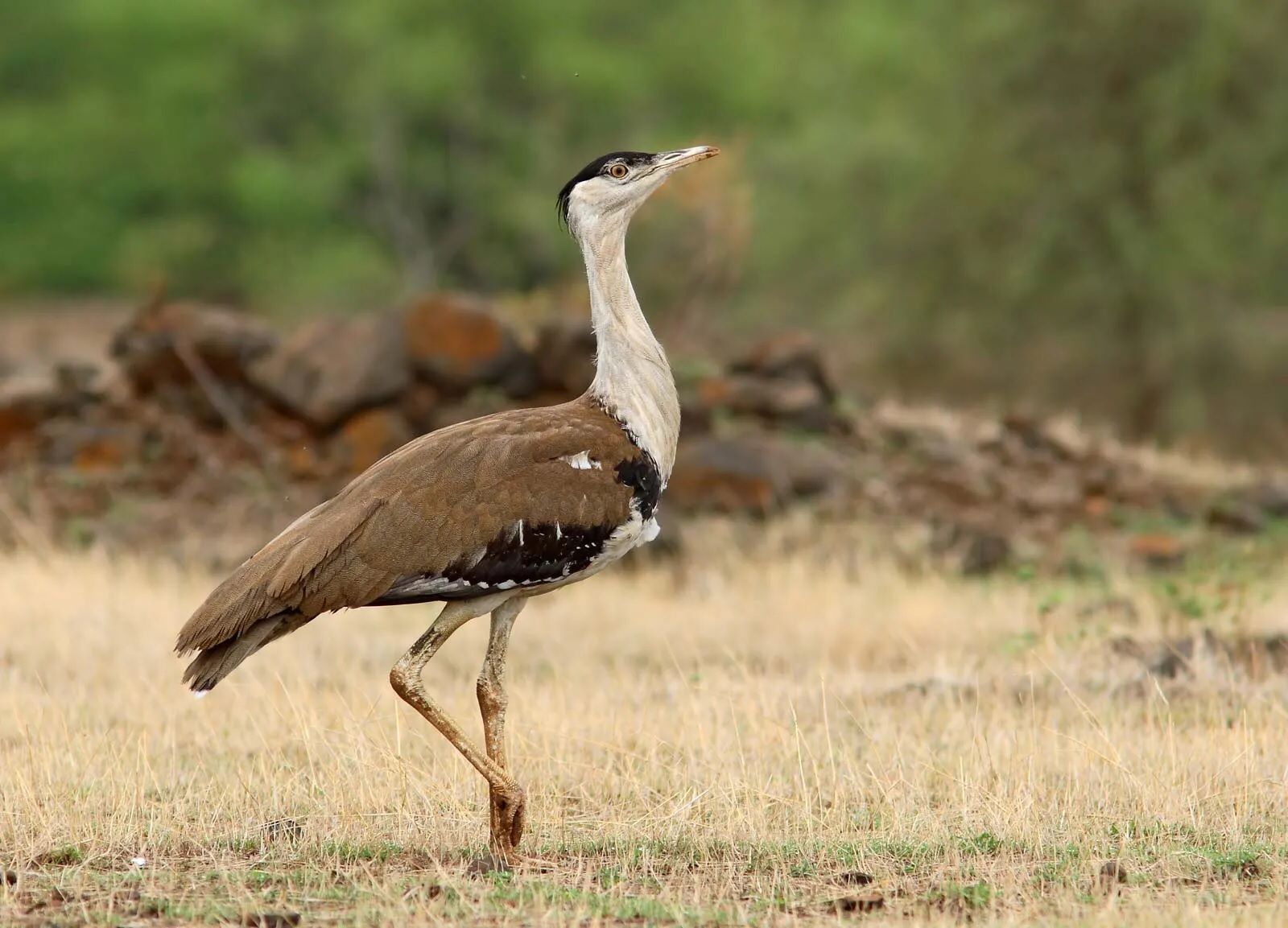 International Biological Diversity Day : કાલે 'વિશ્વ બાયોડાઈવર્સિટી દિવસ