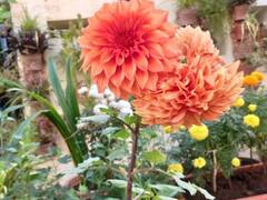 In Photos: घर को बना दिया जंगल, पेड़ पौधों पर आने लगे पक्षी, एक ही घर में करीब 5 हजार पौधे, देखें तस्वीरें