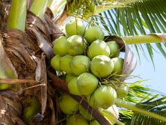 क्या डायबिटीज के मरीजों को 'नारियल पानी' पीना चाहिए या नहीं? जरूर जान लें