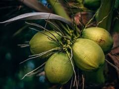 ਕੀ ਸ਼ੂਗਰ ਦੇ ਮਰੀਜ਼ ਨਾਰੀਅਲ ਪਾਣੀ ਪੀ ਸਕਦੇ ਜਾਂ ਨਹੀਂ? ਜਾਣ ਲਓ ਨਹੀਂ ਤਾਂ ਸਰੀਰ ਨੂੰ ਹੋ ਸਕਦਾ ਇਹ ਨੁਕਸਾਨ