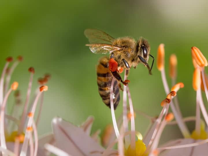What would happen if all the bees died know their importance in ecosystem अगर दुनिया की सारी मधुमक्खियां मर जाएं, तो कुछ ऐसा होगा जिसकी आपने कल्पना भी नहीं की होगी, पढ़िए...