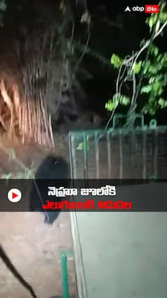నెహ్రూ జూ పార్క్ లోకి ఎలుగుబంట్లను విడుదల చేసిన అధికారులు