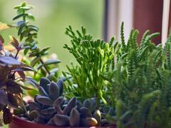 अपने घर में आराम से उगा सकते हैं ये मसाले, हर महीने होगी अच्छी बचत