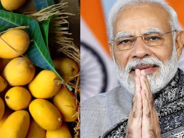 A new desi mango from Malihabad, UP named after Prime Minister Modi Modi Mango: விற்பனைக்கு வருது ‘மோடி மாம்பழம்’..! பிரதமர் பெயரில் மாம்பழம் உருவானது எப்படி?