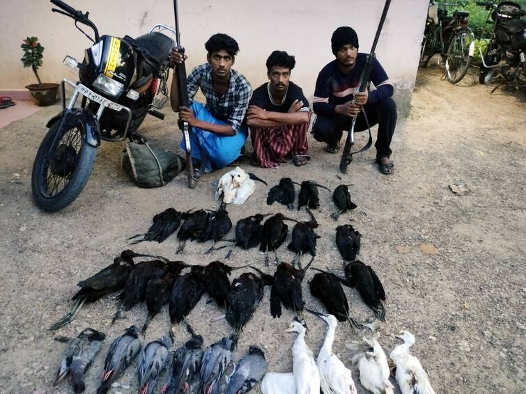 Villupuram news 3 youths were arrested for shooting birds near Tindivanam TNN Villupuram: பறவைகளை வேட்டையாடி ஓட்டல் பார்களில் விற்பனை - சுற்றிவளைத்த வன காவலர்கள்