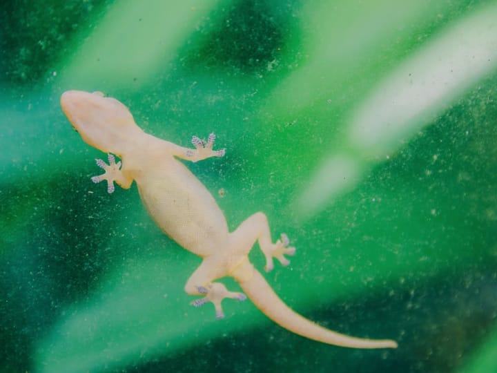 how do lizard climb walls and ceiling know why they falls down after death दीवार पर कैसे दौड़ लेती है छिपकली? फिर मरने के बाद क्यों गिर जाती है नीचे?