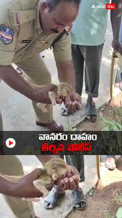 మండే ఎండలో వానరానికి నీరు తాగించిన పోలీస్