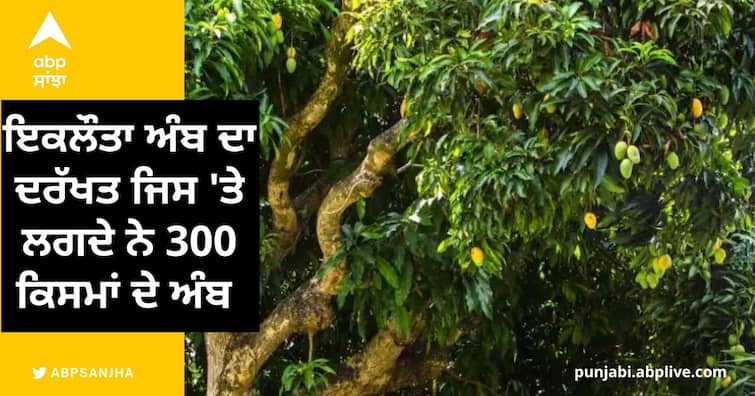 The worlds only mango tree in India on which 300 varieties of mangoes grow the tree is 120 years old ਇਕਲੌਤਾ ਅੰਬ ਦਾ ਦਰੱਖਤ ਜਿਸ 'ਤੇ ਲਗਦੇ ਨੇ 300 ਕਿਸਮਾਂ ਦੇ ਅੰਬ , 120 ਸਾਲ ਪੁਰਾਣਾ ਹੈ ਦਰੱਖਤ, ਜਾਣੋ ਕਿੰਝ ਬਣਿਆ ਖ਼ਾਸ