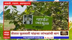 Saat Barachya Batmya : 7/12 : शेतात फुलवली पांढऱ्यात जांभाळांची बाग : ABP Majha
