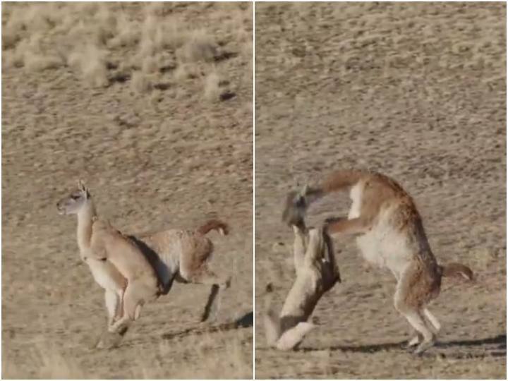 a deer is seen beating lioness with its agility Video goes viral शेरनी को अपनी फुर्ती से चकमा देकर भागा हिरण, वीडियो देख नहीं कर पाएंगे यकीन