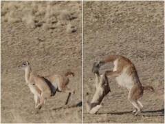 शेरनी को अपनी फुर्ती से चकमा देकर भागा हिरण, वीडियो देख नहीं कर पाएंगे यकीन