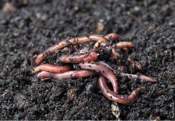 Farming : Leave the Cultivation of Crops now, You can Earn Lakhs of Rupees From Earthworm Farming Farming : શાકભાજી-પાકની ખેતી છોડો... અપનાવો આ આઈડિયા, થઈ જશો માલામાલ