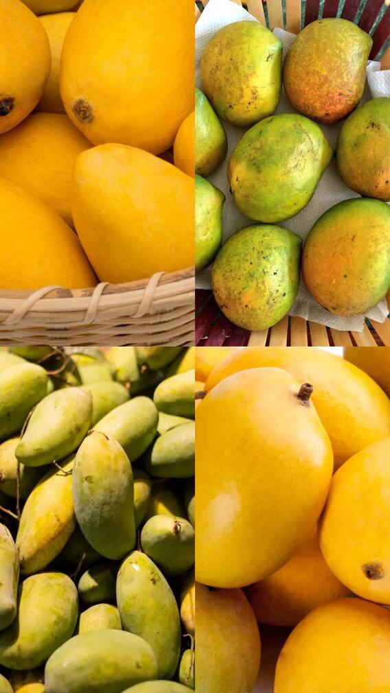 भारत में आम की 8 लोकप्रिय किस्में