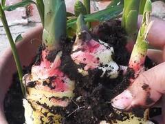 अपने घर में आराम से उगा सकते हैं ये मसाले, हर महीने होगी अच्छी बचत