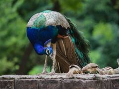 वीडियो बनाने के लिए मोर को प्रताड़ित कर रहा था शख्स, बेरहमी से उखाड़े पंख, अब केस दर्ज