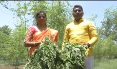 इंजिनियर दामपत्य रमले शेवग्याच्या शेतीत; शेवग्याच्या पाल्यापासून पावडर निर्मिती, कमी खर्चात लाखो रुपयांचं उत्पन्न