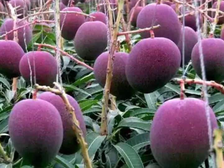 how the worlds most expensive miyazaki mango is grown one kg is sold in lakhs ऐसे उगाया जाता है दुनिया का सबसे महंगा आम, लाखों में बिकता है एक किलो