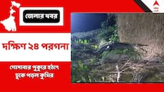 পুকুরে ঢুকে পড়ল কুমির, আতঙ্কের আবহ গোসাবায়