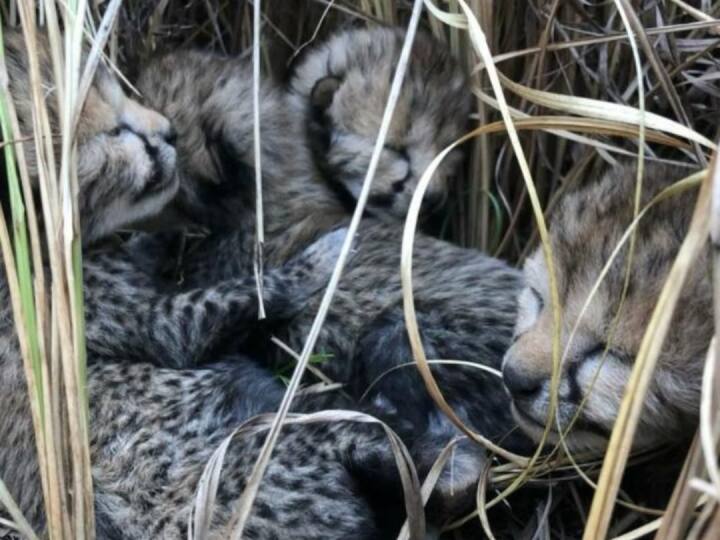MP News Death of cub of female cheetah Jwala in Kuno National Park Sheopur Madhya Pradesh MP News: कूनो नेशनल पार्क में शावक की मौत, अब तक इतने चीतों ने तोड़ा दम