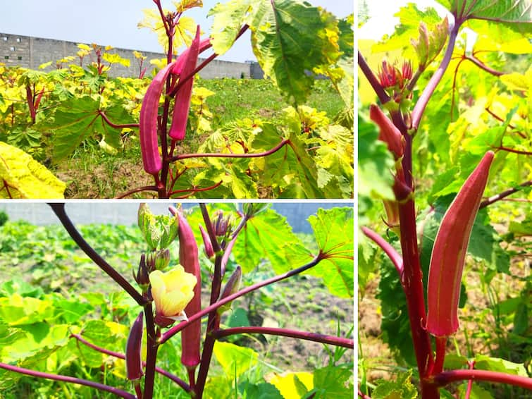 A farmer in Villupuram is amazing by growing medicinal red mung beans Villuppuram: மருத்துவகுணம் நிறைந்த சிவப்பு வெண்டைக்காய்... விழுப்புரம் விவசாயி அசத்தல்..!