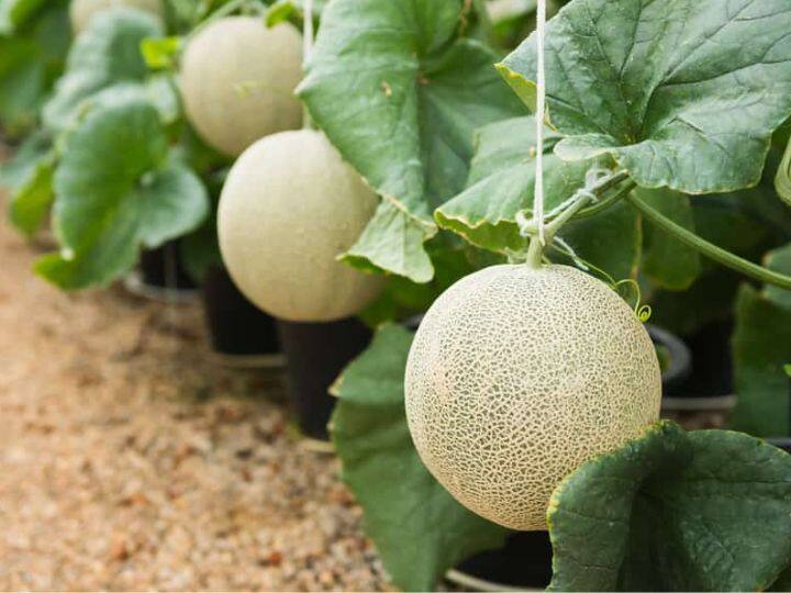 Yubari King melon is more than 34 lakhs this is the world most expensive fruit ये है दुनिया का सबसे महंगा फल, जिसकी कीमत 30 लाख रुपये से ज्यादा है