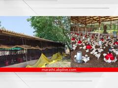 Heat Wave: कोंबड्यांनाही उन्हाचा फटका, पोल्ट्री व्यावसायिक अडचणीत