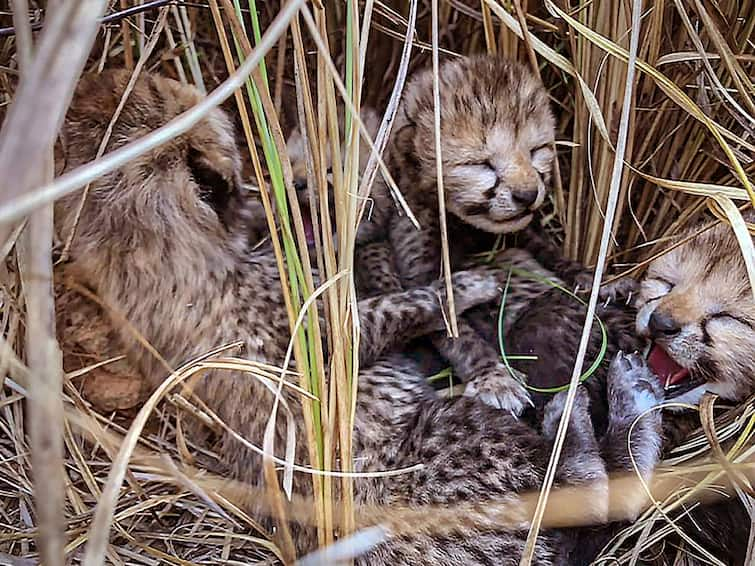 Two-Month-Old Cub Born To Namibian Cheetah Dies In Kuno National Park Two-Month-Old Cub Born To Namibian Cheetah Dies In Kuno National Park