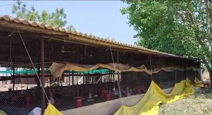 उन्हाळ्यात कोंबड्यांची मागणी घटते, त्यामुळे कंपनीकडून पक्षांची उचल वेळेत होत नाही. त्याचा फटका पोल्ट्री व्यावसायिकांना बसतो आहे. त्यामुळे सध्या नैसर्गिक संकटा सोबतच कंपनी मुळेही पोल्ट्री व्यावसायिकांचे नुकसान होत आहे.