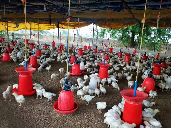 गतवर्षी दिवसाकाठी 15 ते 20 कोंबड्यांचा मृत्यू होत होता. पण यंदा वातावरणात मोठा बदल झाला असून, हे प्रमाण 50 पर्यंत पोहचले आहे.