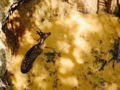 छत्तीसगढ़: जंगल से भटके चार चीतल स्टेशन के पास पहुंचे, कुत्तों के खदेड़ने पर एक कुएं में गिरा